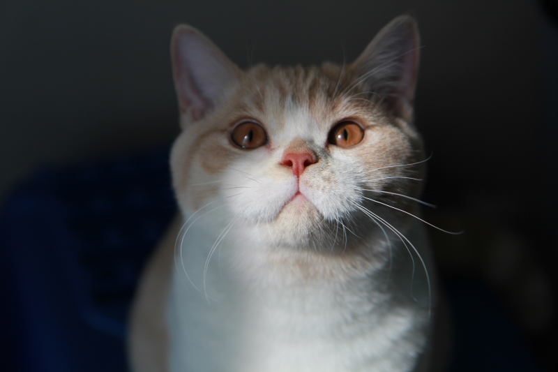 Welcome To Brigattos Cattery, Located In Illinois, USA And Specializing ...