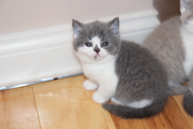 Pictures and information about british shorthair kittens for sale from